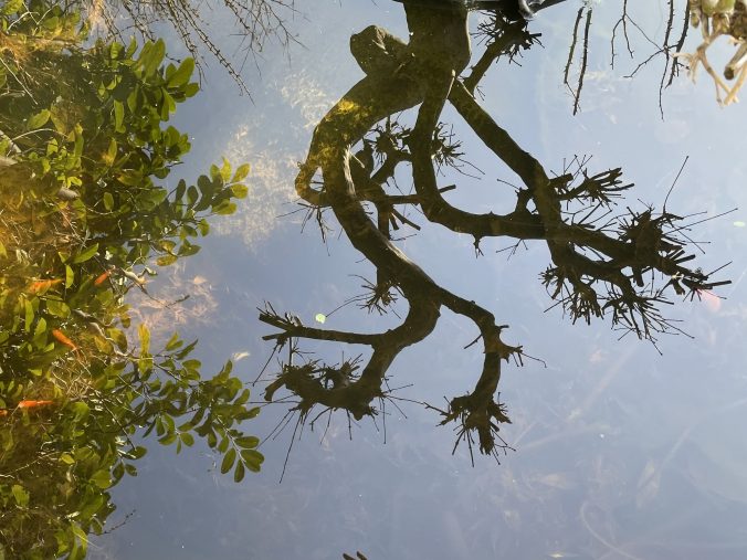Verkrüppelter Baum, dessen Umriss sich im Wasser eines Weihers spiegelt