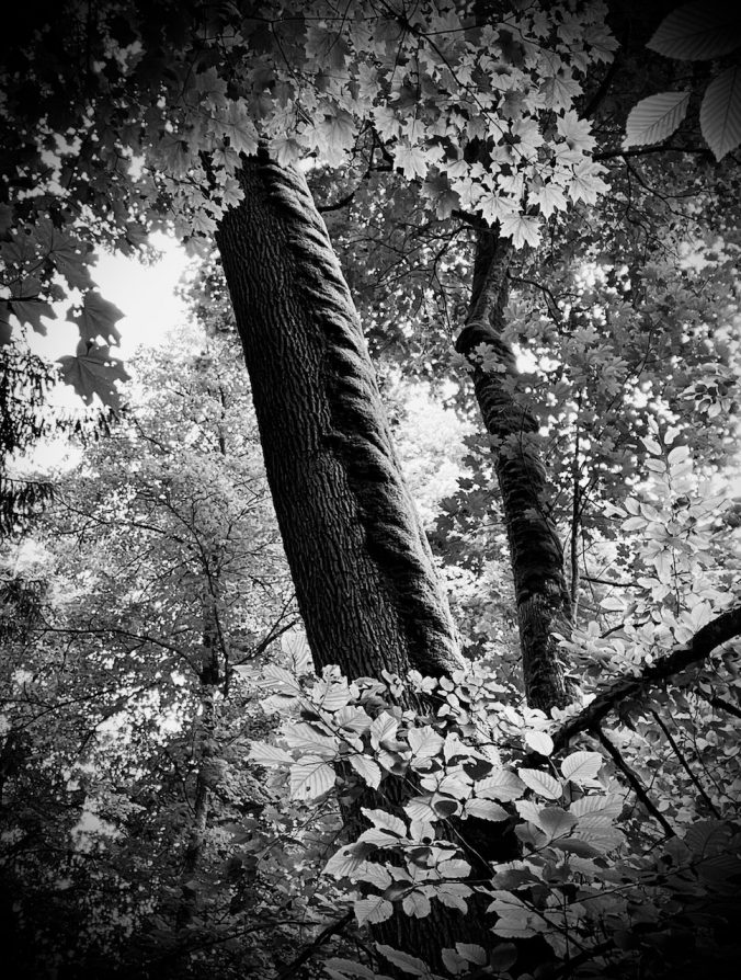 Schwarz-weiß-Foto von Baumriesen – Titelbild der Tantra-Serie