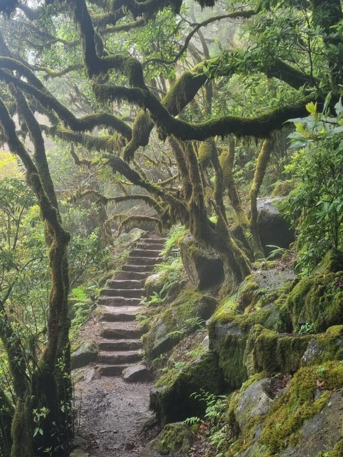 Schmale Waldtreppe im Morgennebel als Symbol für einen Rite de Passage